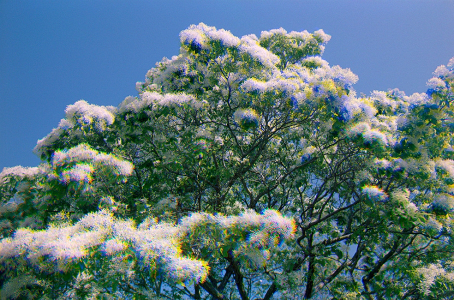 http://www.adamferriss.com/files/gimgs/th-4_floweringtree.jpg